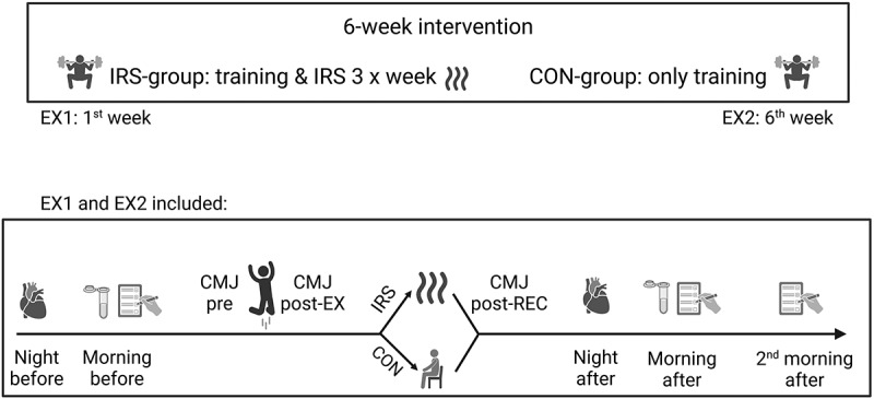 Salivary cortisol response to post-exercise infrared sauna declines over time.
