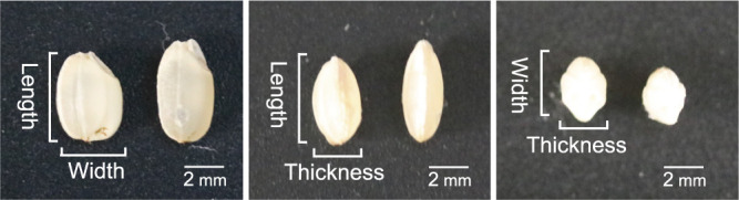 Loss of <i>GW5</i> function is involved in the unique grain shape of "Tanpo", a Japanese landrace rice.