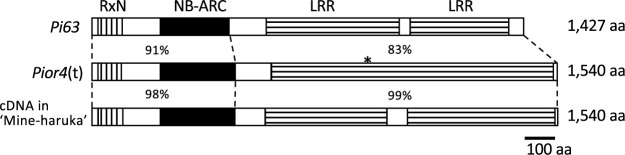 Identification of a candidate rice blast resistance gene, <i>Pior4</i>(t), in an introgression line of <i>Oryza rufipogon</i> using CRISPR/Cas9-mediated genome editing.