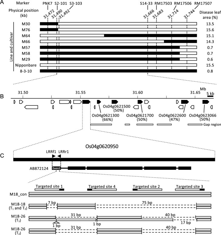 Identification of a candidate rice blast resistance gene, <i>Pior4</i>(t), in an introgression line of <i>Oryza rufipogon</i> using CRISPR/Cas9-mediated genome editing.