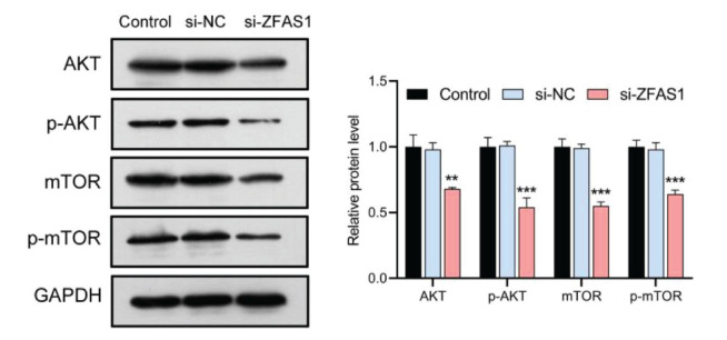 SP1-Induced LncRNA ZFAS1 Contributes to Cell Proliferation and Migration in Gastric Cancer through AKT/mTOR Signaling.