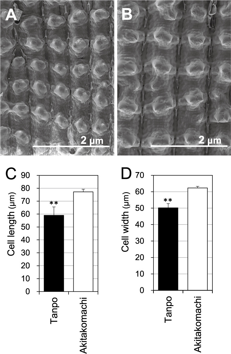 Loss of <i>GW5</i> function is involved in the unique grain shape of "Tanpo", a Japanese landrace rice.
