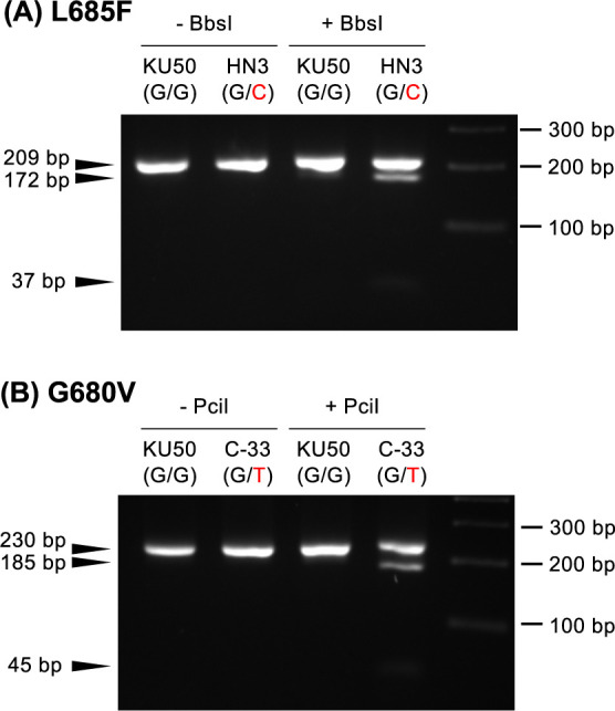 Development of DNA markers for assisted selection of cassava resistant to cassava mosaic disease (CMD).