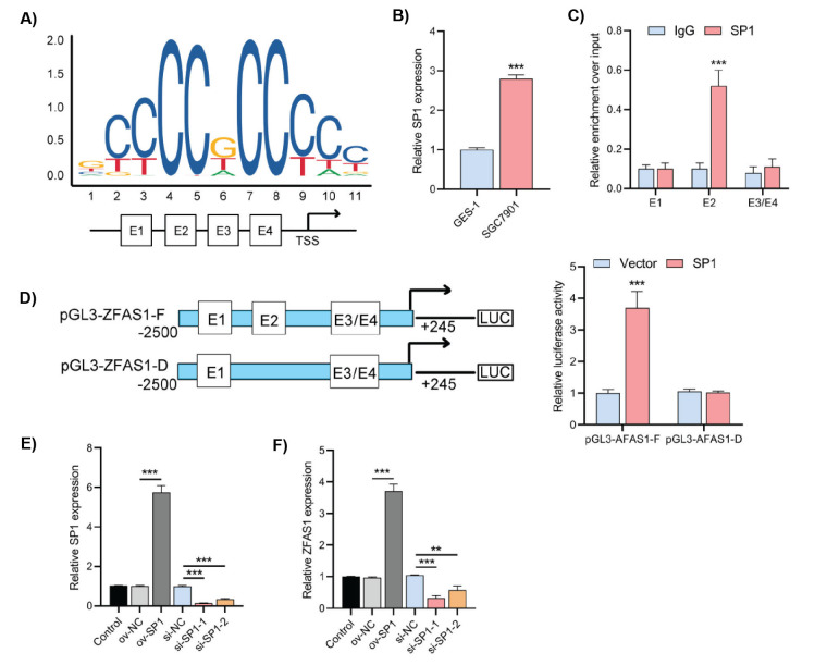 SP1-Induced LncRNA ZFAS1 Contributes to Cell Proliferation and Migration in Gastric Cancer through AKT/mTOR Signaling.