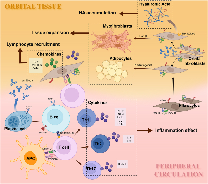 Can chimeric antigen receptors - based therapy bring a gleam of hope for thyroid-associated ophthalmopathy and other autoimmune diseases?