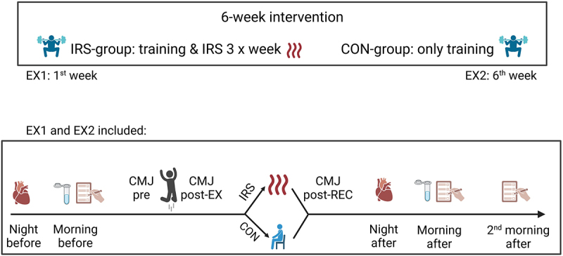 Salivary cortisol response to post-exercise infrared sauna declines over time.