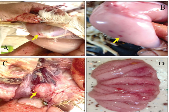 A novel reassortant strain of the infectious bursal disease virus (IBDV ASPVB) from Iraqi broiler farms: A first-time molecular and histopathological investigation revealing new insights.