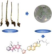 Expansinine, a novel indole alkaloid–ergosteroid conjugate from the endophytic fungus Penicillium expansum of Aconitum carmichaelii†