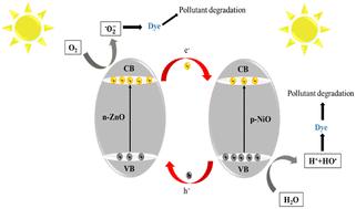Efficient degradation of organic pollutants under solar irradiation using an n–p ZnO/NiO heterostructure†