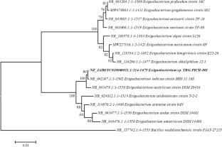Characterisation of Exiguobacterium abrahamii sp. nov., a novel strain isolated from mangrove soil with lanthipeptide biosynthetic genes