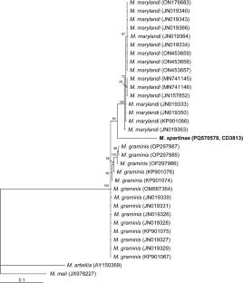 Morphological, biochemical, and molecular characterization of the root-knot nematode Meloidogyne spartinae and assessment of bacterial assemblages in infected smooth cordgrass roots