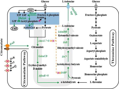 Metabolic Engineering of Escherichia coli for Efficient l-Isoleucine Production based on the Citramalate Pathway