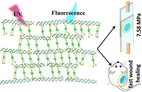 DNA Organogels Gaining Multifunctions from the Contribution of Molecular Design on Cross-Linker