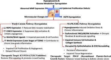 Molecular insights into diabetic wound healing: Focus on Wnt/β-catenin and MAPK/ERK signaling pathways