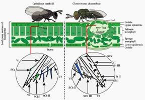 Ultrastructure and sense organs of ovipositors in the phytophagous gall-maker pest Ophelimus maskelli (Hymenoptera: Eulophidae) and its parasitoid, Closterocerus chamaeleon (Hymenoptera: Eulophidae)