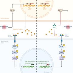 9th surgery decoction alleviates psoriasis-like inflammation through the downregulation of angiogenesis induced by HIF-1α and the EGFR-PI3K-AKT-mTOR pathways