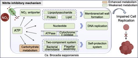 Nitrite impairs bioreactor performance due to decreased replication of Candidatus Brocadia sapporoensis by unbalanced energy allocation