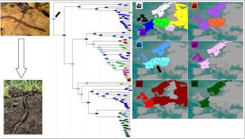 The making of a (soil) star: phylogenetic relationships of the genus Lumbricus with insight into its evolution and biogeography