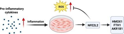 The NFE2L2 (NRF2) transcription factor controls genes involved in the oxidative stress response and inflammation in myometrial cells
