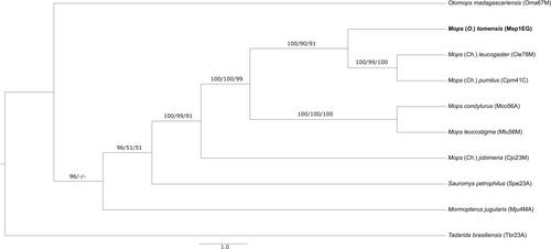 Genetic and Morphological Evidence From a Group of Rare African Free-Tailed Bats Reveals a New Subgenus Within Mops