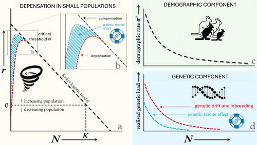 A Guide for Developing Demo-Genetic Models to Simulate Genetic Rescue