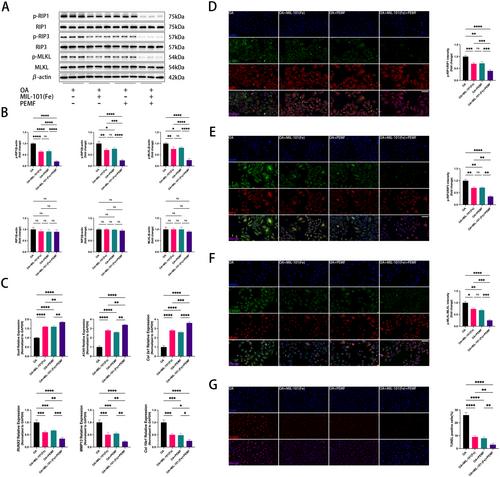 Magnetic Nanoparticles Combined With Pulsed Electromagnetic Field Alleviate Chondrocyte Necroptosis in Osteoarthritis