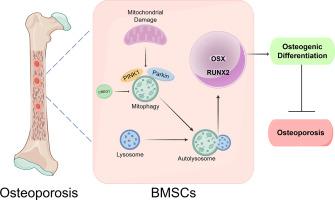 CREG1 alleviates bone loss in osteoporosis by enhancing the osteogenic differentiation of BMSCs through mitophagy