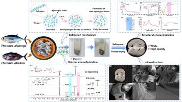 Sustainable extraction and characterization of type I collagen from tuna skin waste utilizing biocompatible ionic liquid-based aqueous two-phase system