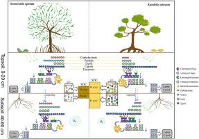 Microbial life strategies-mediated differences in carbon metabolism explain the variation in SOC sequestration between Kandelia obovata and Sonneratia apetala