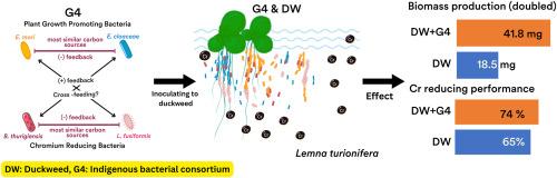 Harnessing native bacterial consortium to boost duckweed biomass and chromium removal from batik industry effluents