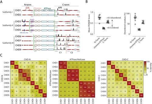 Intrinsically Disordered Regions Define Unique Protein Interaction Networks in CHD Family Remodelers