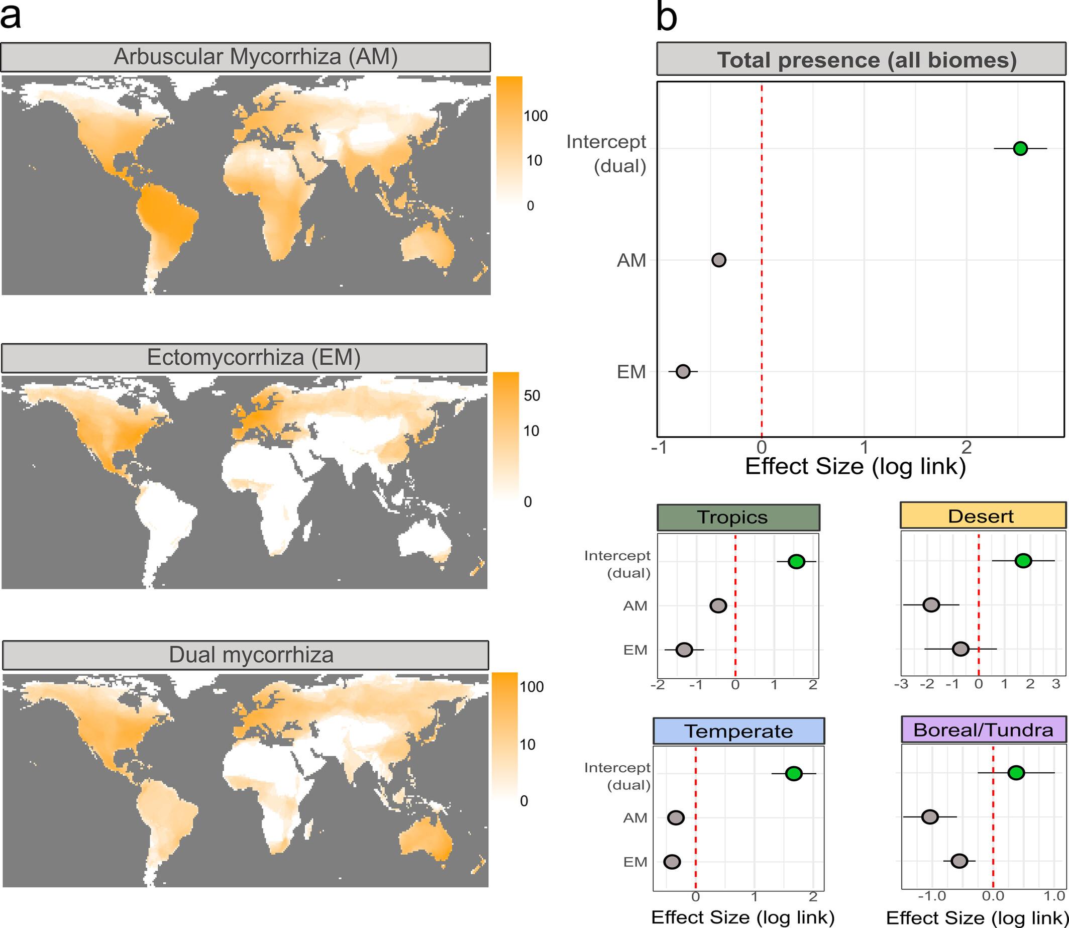 The Increased Environmental Niche of Dual-Mycorrhizal Woody Species