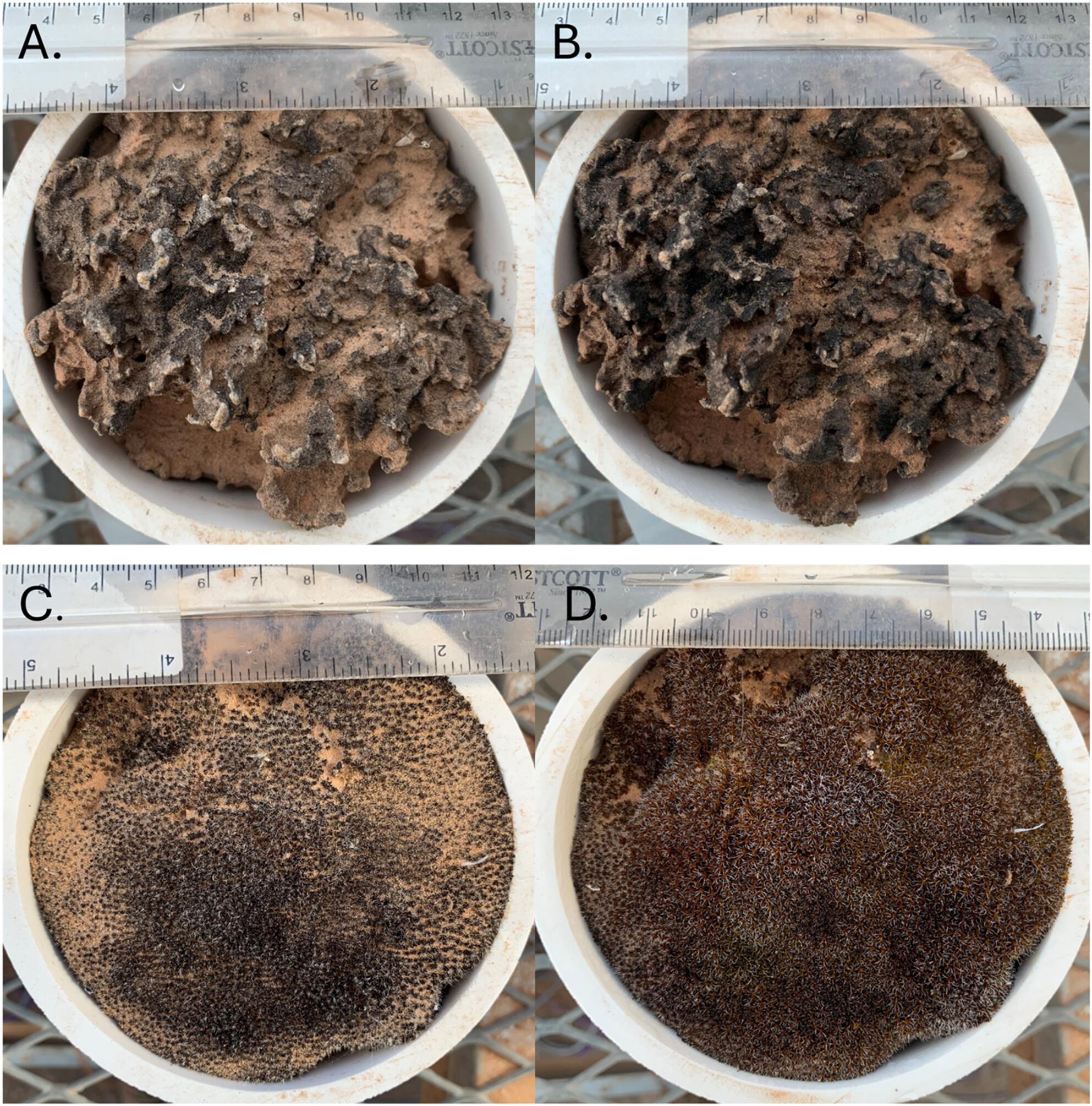 Biocrust Mosses and Cyanobacteria Exhibit Distinct Carbon Uptake Responses to Variations in Precipitation Amount and Frequency