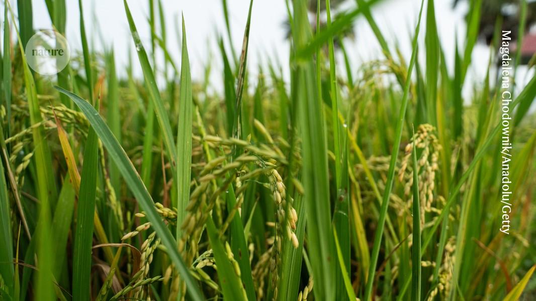 Rice paddies produce food for billions ― and lots of methane