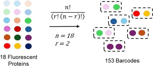 Genetically Encoded Fluorescence Barcodes Allow for Single-Cell Analysis via Spectral Flow Cytometry