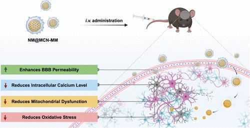 Neuronal Membrane-Coated Mesoporous Ceria Nanoparticles for Blood–Brain Barrier Crossing and Mitigation of Neurodegeneration