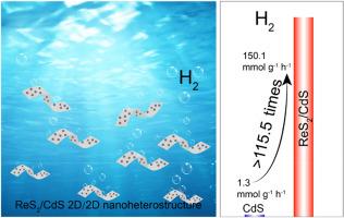 2D/2D ReS2/CdS nanosheets-on-nanoribbon heterostructure for highly efficient H2 evolution under visible light irradiation