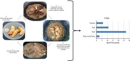 Sustainability analysis of insect farming; case study of farming sago palm weevil (Rhynchophorus ferrugineus) in southern Thailand