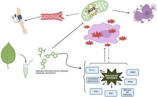 Molecular mechanism of phytochemical compounds in mitigating hypertension