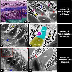 New insights into the comparative retinal microstructure-visual daily activity relationship among three Egyptian snakes: Diurnal Psammophis sibilans and Psammophis schokari, and both diurnal and nocturnal Spalerosophis diadema