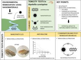 Life cycle toxicity evaluation of coated magnetite nanoparticles to the amphipod Hyalella curvispina