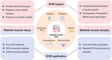 Extracellular matrix in skeletal muscle injury and atrophy: mechanisms and therapeutic implications