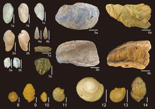 Holocene Terraces Along the Tsailiao River, Western Foothills, Southwest Taiwan: Lithofacies, Chronology, Fossil Assemblages, and Neotectonic Implications