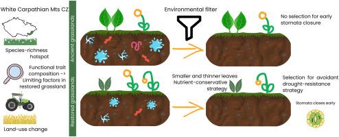 Drought avoidance strategy drives the assembly of plant communities in grasslands restored on former arable land