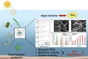 Algae-driven bacterial production of extracellular reactive oxygen species for emerging contaminants degradation