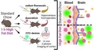 Acute high-fat high-sugar diet rapidly increases blood-brain barrier permeability in mice