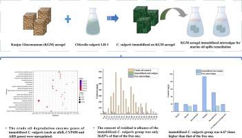 Konjac glucomannan (KGM) aerogel immobilized microalgae: A new way for marine oil spills remediation