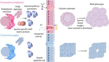 Biomineralization mechanisms in the estuarine oyster (Crassostrea ariakensis): Unveiling the adaptive potential of mollusks in response to rapid climate change