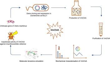 Biocontrol potential of Vibrio maritimus chitinase: Heterologous expression and insecticidal activity against Acanthoscelides obtectus