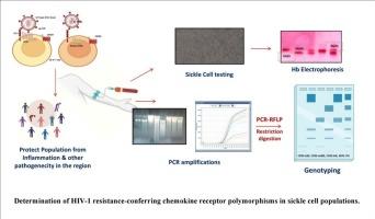 The prevalence of chemokine receptors (CCR5-Δ32, CCR5-m303, CCR2-64I, and SDF1-3'A) in the population with sickle cell anemia
